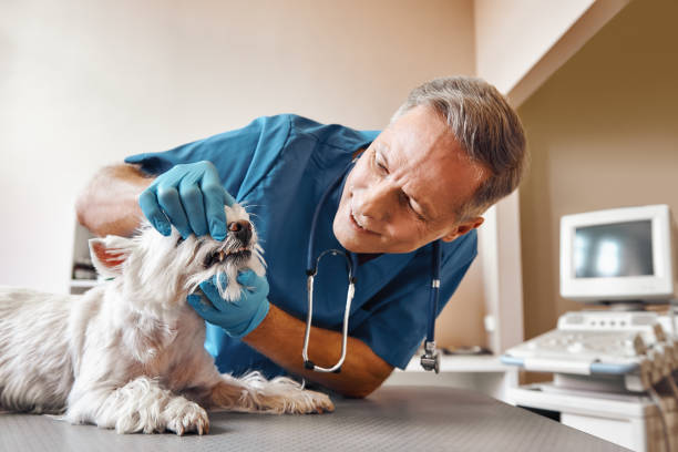 Best Knocked-Out Tooth (Avulsed Tooth) Treatment in Whiteriver, AZ